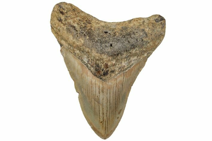 Serrated, 3.60" Fossil Megalodon Tooth - North Carolina